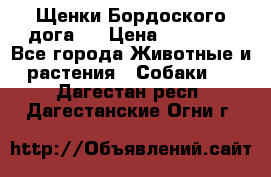 Щенки Бордоского дога.  › Цена ­ 30 000 - Все города Животные и растения » Собаки   . Дагестан респ.,Дагестанские Огни г.